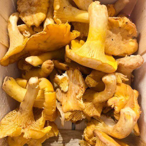 Pfifferlinge – Bild 1