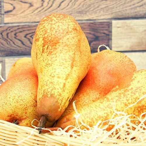 Abate Birnen – Bild 1