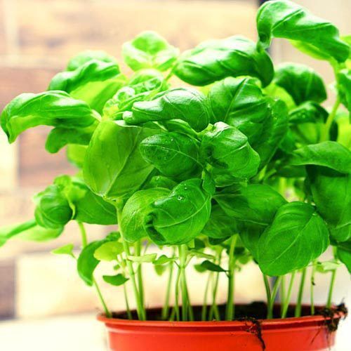 Basilikumtopf_2 Basilikum, Topfware – Bild 1