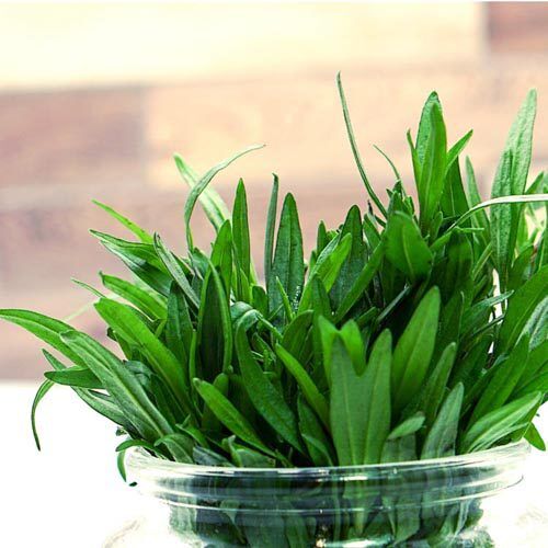 Bohnenkraut_3 Bohnenkraut, Bundware – Bild 1