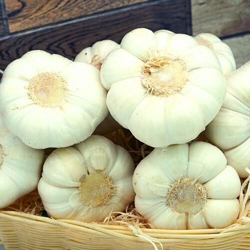 Frischer Knoblauch – Bild 1