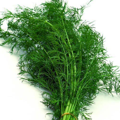 Dill (kleine Portion), Bundware – Bild 1