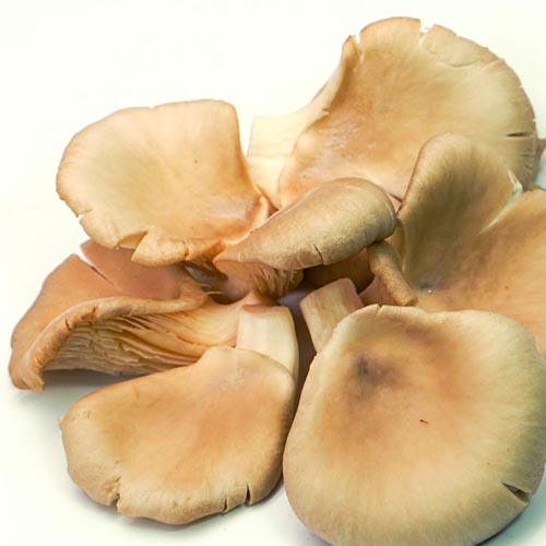Austernpilze_1 Austernpilze (NUR FÜR WEIHNACHTSBESTELLUNG AM 23.12.25) – Bild 1