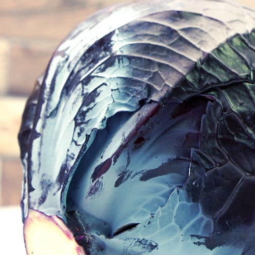 Blaukraut_3 Blaukraut (NUR FÜR WEIHNACHTSBESTELLUNG AM 23.12.25) – Bild 1