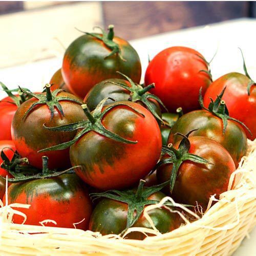 Camone Tomaten – Bild 1