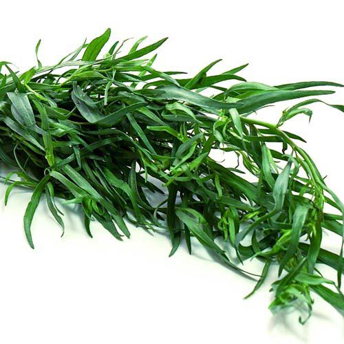 Estragonbund_6 Estragon – Bild 1