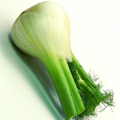 Fenchel – Bild 1
