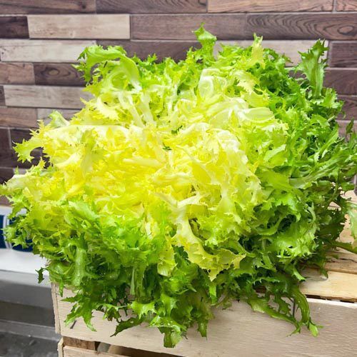 Friseesalat_5 Friseesalat – Bild 1