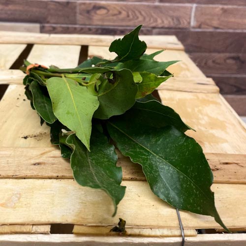 Lorbeerbund_4 Lorbeer, Bundware – Bild 1