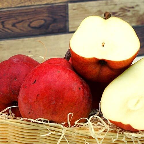 Rote Williams Birnen – Bild 1