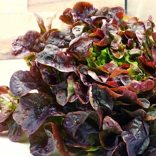 Roter_Eichblatt_1 Roter Eichblattsalat – Bild 1