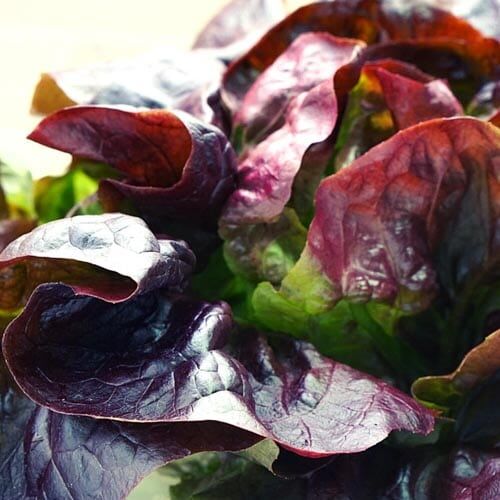 Roter_Kopfsalat_2 Roter Kopfsalat – Bild 1