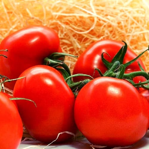 Strauchtomaten_4 Strauchtomaten – Bild 1