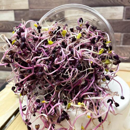 Wasabisprossen, rot – Bild 1