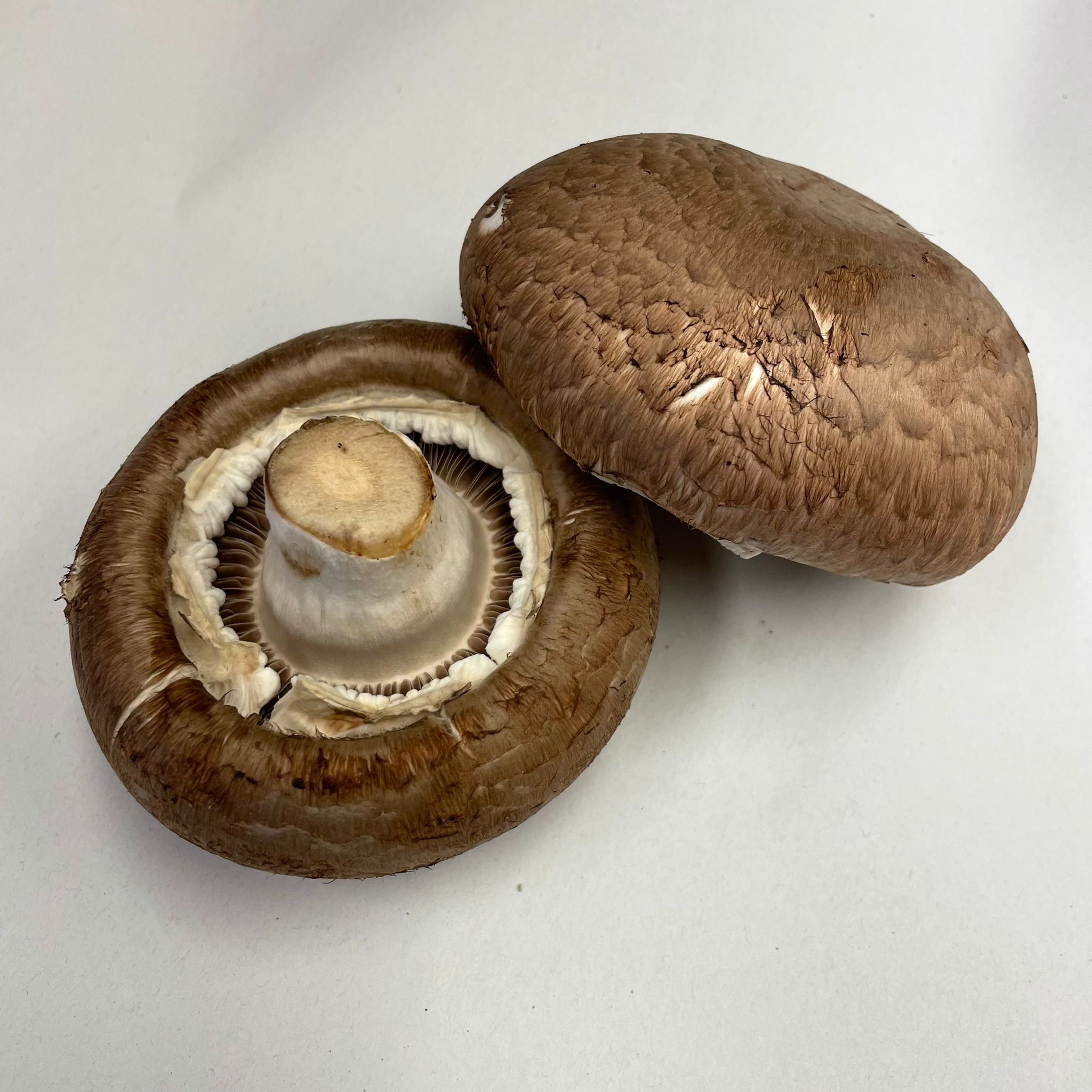 Parablu-Pilze Riesenchampignon (Parablue) – Bild 1