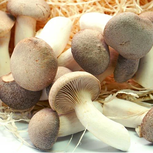 Kräuterseitlinge – Bild 1