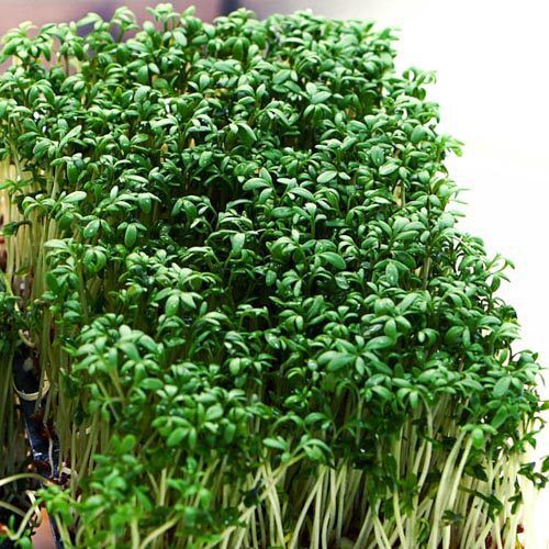 Kressekaestchen_1 Kresse Kästchen, BIO – Bild 1