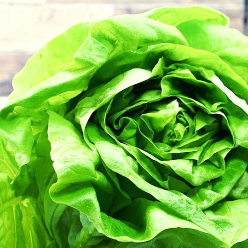 Kopfsalat – Bild 1