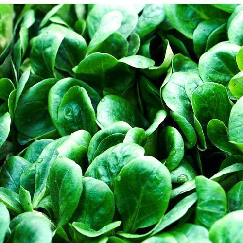 Feldsalat – Bild 1