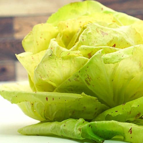 Radicchio Castelfranco – Bild 1