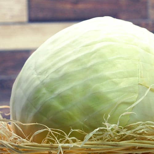 Weißkraut_1 Weisskraut – Bild 1