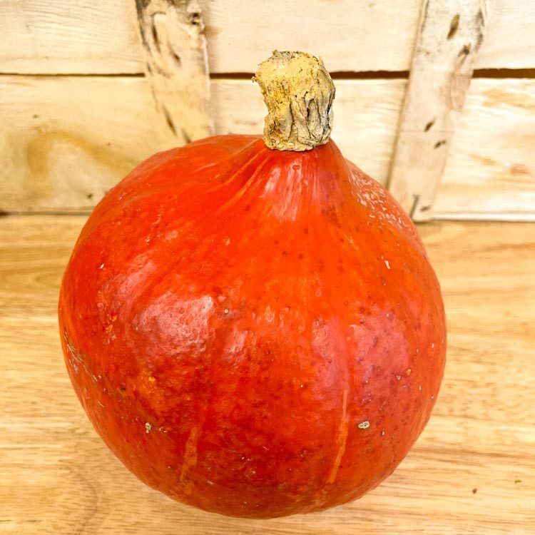 Hokkaido_1.jpeg Hokkaidokürbis – Bild 1