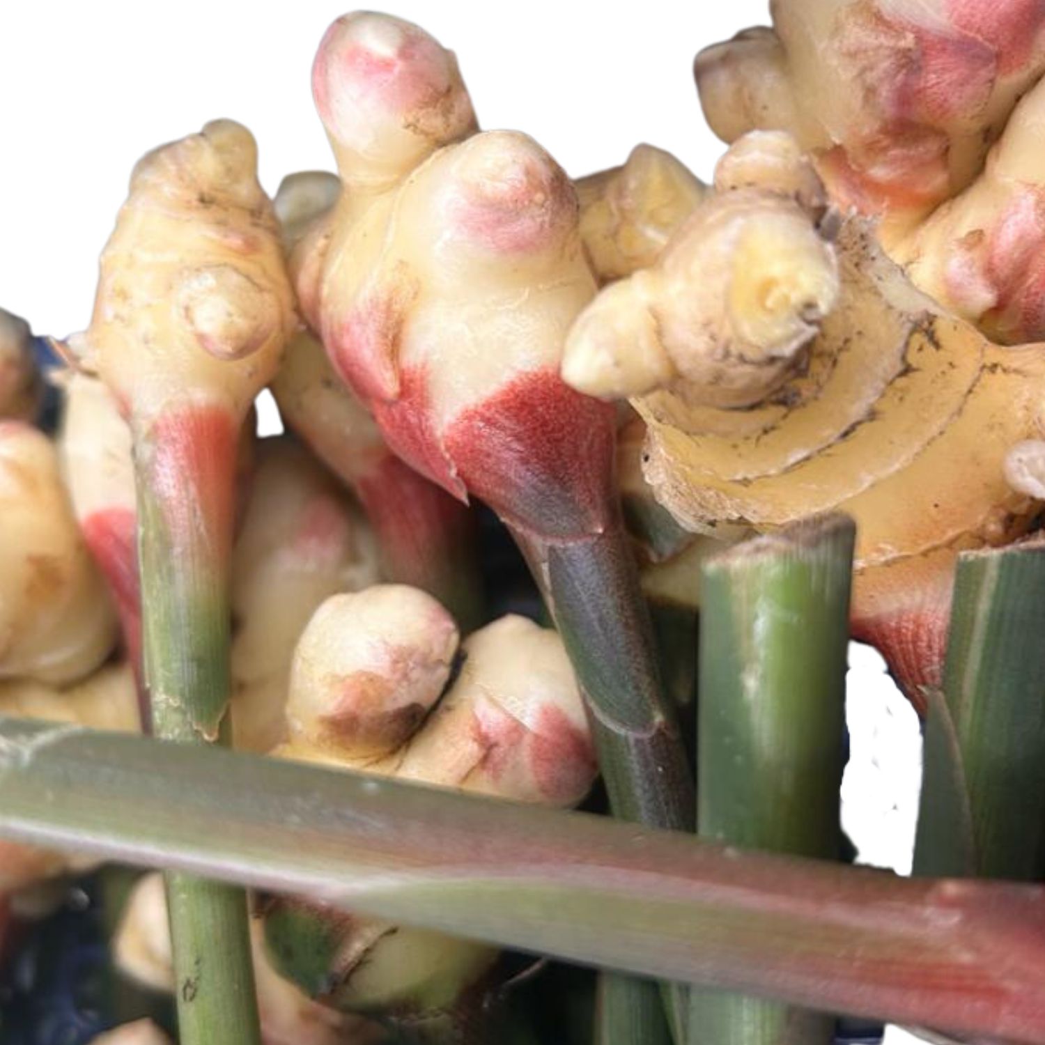 Frischer Ingwer – Bild 1