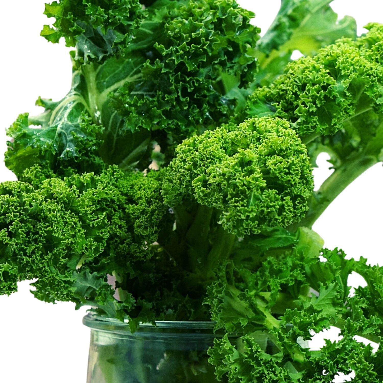 Grünkohl – Bild 1