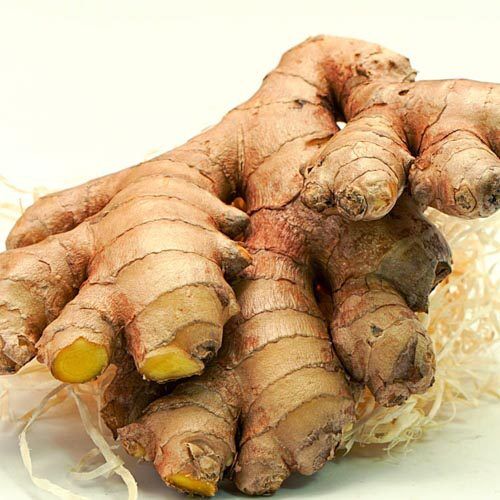 Ingwer, BIO – Bild 1