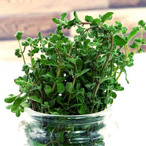 Majoranbund_1 Majoran, Bundware – Bild 1