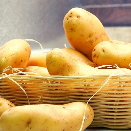 Festkochende Kartoffeln, Sieglinde (1,5 kg Beutel) – Bild 1